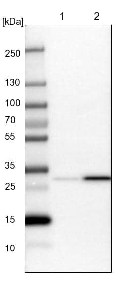 GLOD4 Antibody - BSA Free Western Blot: GLOD4 Antibody - BSA Free [NBP1-88462]