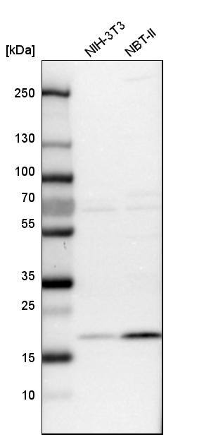 TMEM199 Antibody - BSA Free Western Blot: TMEM199 Antibody - BSA Free [NBP1-88467]