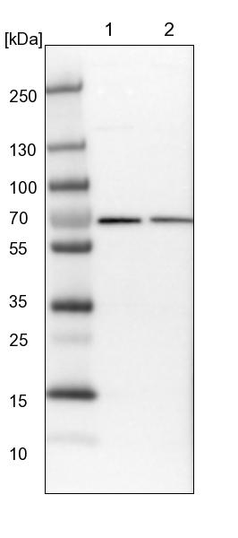 UTP6 Antibody - BSA Free Western Blot: UTP6 Antibody - BSA Free [NBP1-88468]