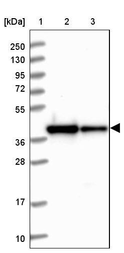 RBFA Antibody - BSA Free Western Blot: RBFA Antibody - BSA Free [NBP1-88471]