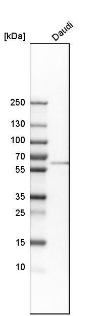 LSM14A Antibody - BSA Free Western Blot: LSM14A Antibody - BSA Free [NBP1-88473]