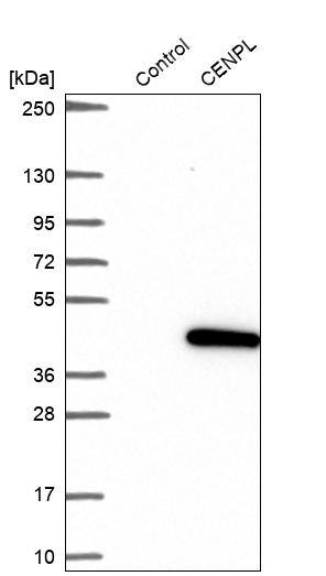 CENPL Antibody - BSA Free Western Blot: CENPL Antibody - BSA Free [NBP1-88485]
