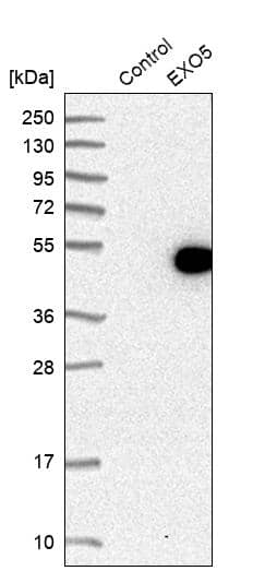DEM1 Antibody - BSA Free Western Blot: DEM1 Antibody - BSA Free [NBP1-88493]