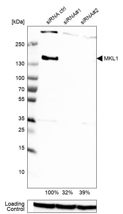 Mkl1 Antibody - BSA Free Western Blot: Mkl1 Antibody - BSA Free [NBP1-88498]