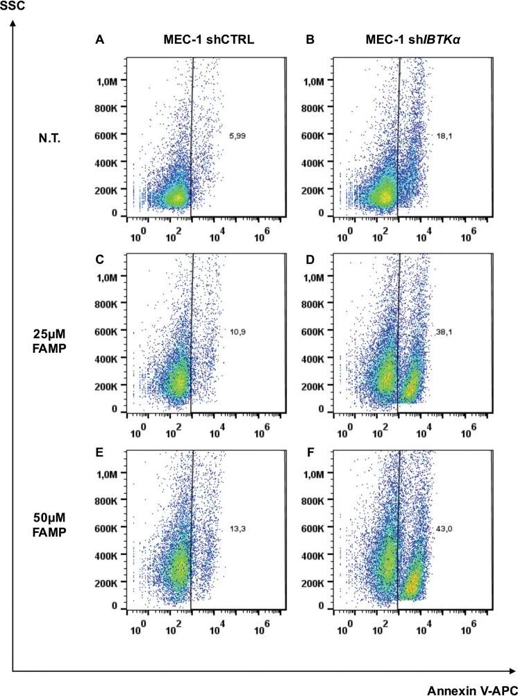 IBTK Antibody