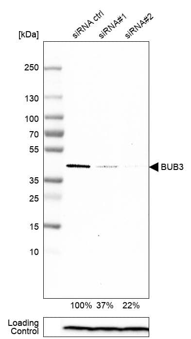 Bub3 Antibody - BSA Free Western Blot: Bub3 Antibody - BSA Free [NBP1-88517]