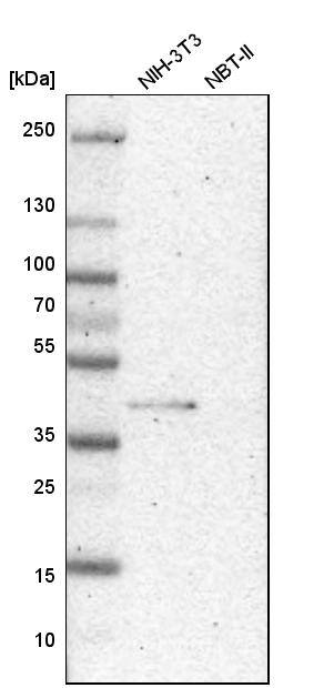 Bub3 Antibody - BSA Free Western Blot: Bub3 Antibody - BSA Free [NBP1-88517]