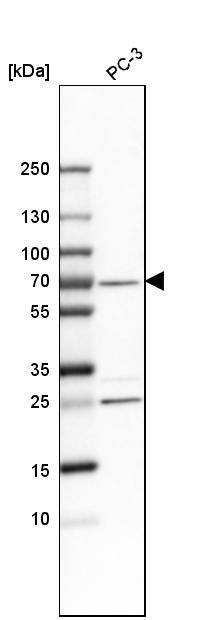SNW1 Antibody - BSA Free Western Blot: SNW1 Antibody - BSA Free [NBP1-88524]