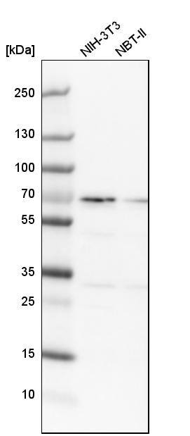 SNW1 Antibody - BSA Free Western Blot: SNW1 Antibody - BSA Free [NBP1-88524]