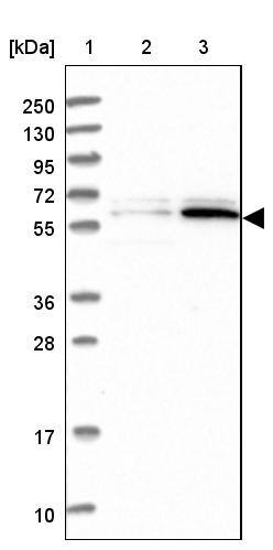 PPAN Antibody - BSA Free Western Blot: PPAN Antibody - BSA Free [NBP1-88525]