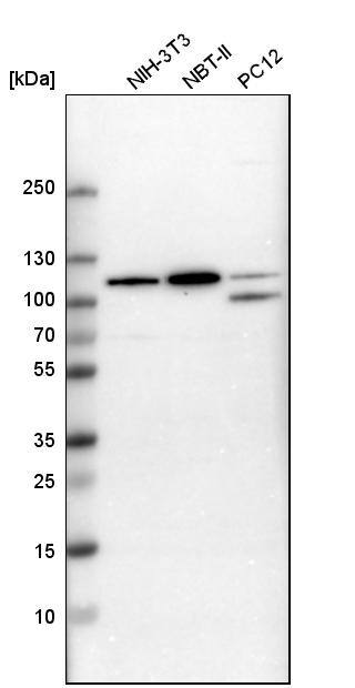 ARHGAP4 Antibody - BSA Free Western Blot: ARHGAP4 Antibody - BSA Free [NBP1-88527]