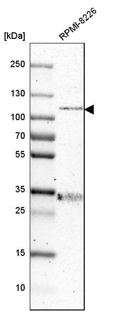 ARHGAP4 Antibody - BSA Free Western Blot: ARHGAP4 Antibody - BSA Free [NBP1-88527]