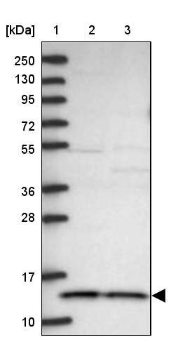CHCHD1 Antibody - BSA Free Western Blot: CHCHD1 Antibody - BSA Free [NBP1-88532]