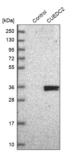 CUEDC2 Antibody - BSA Free Western Blot: CUEDC2 Antibody - BSA Free [NBP1-88538]