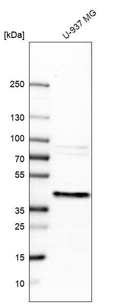 ERLIN1 Antibody - BSA Free Western Blot: ERLIN1 Antibody - BSA Free [NBP1-88539]
