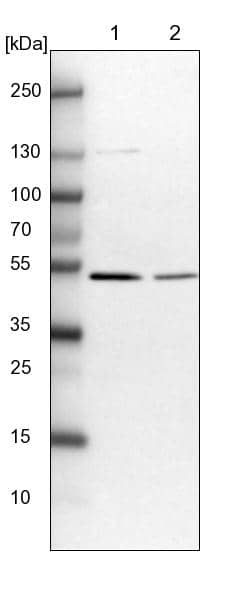 MINDY3 Antibody - BSA Free Western Blot: MINDY3 Antibody - BSA Free [NBP1-88543]