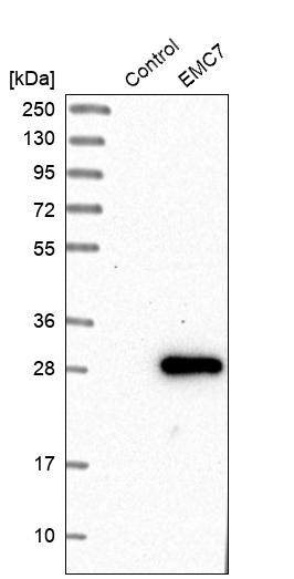 EMC7 Antibody - BSA Free Western Blot: EMC7 Antibody - BSA Free [NBP1-88547]