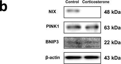 BNIP3L Antibody