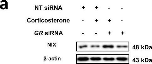 BNIP3L Antibody