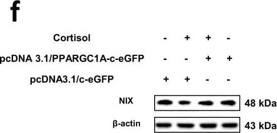 BNIP3L Antibody