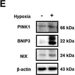 BNIP3L Antibody