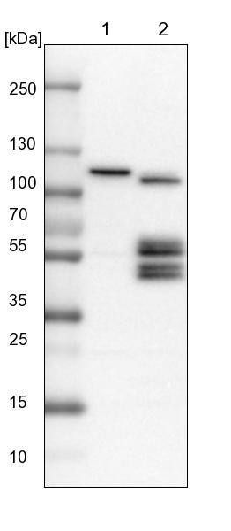 BNIP2 Antibody - BSA Free Western Blot: BNIP2 Antibody - BSA Free [NBP1-88559]