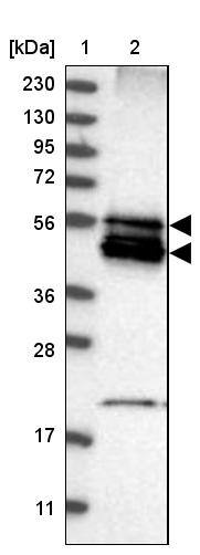 BNIP2 Antibody - BSA Free Western Blot: BNIP2 Antibody - BSA Free [NBP1-88559]