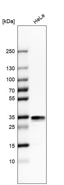 Stomatin Antibody - BSA Free Western Blot: Stomatin Antibody - BSA Free [NBP1-88561]