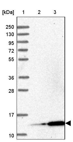 MRPL51 Antibody - BSA Free Western Blot: MRPL51 Antibody - BSA Free [NBP1-88567]