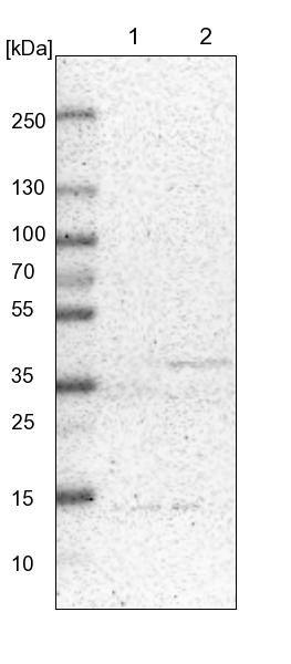 DAP3 Antibody - BSA Free Western Blot: DAP3 Antibody - BSA Free [NBP1-88568]