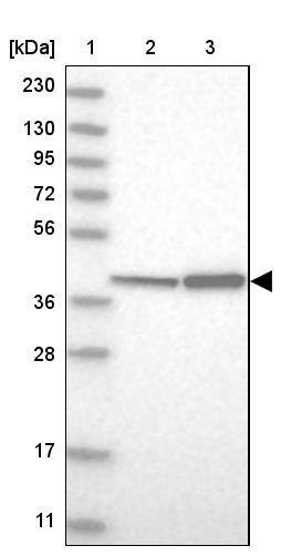 DAP3 Antibody - BSA Free Western Blot: DAP3 Antibody - BSA Free [NBP1-88568]