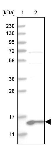 MRPL41 Antibody - BSA Free Western Blot: MRPL41 Antibody - BSA Free [NBP1-88570]