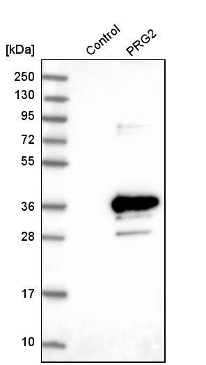 MBP-1 Antibody - BSA Free Western Blot: MBP-1 Antibody - BSA Free [NBP1-88573]