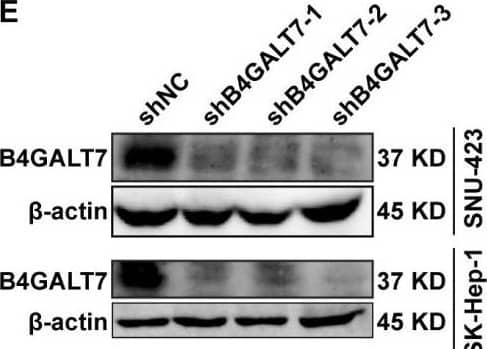 B4GALT7 Antibody - BSA Free