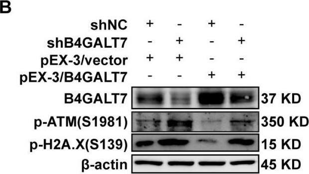 B4GALT7 Antibody - BSA Free