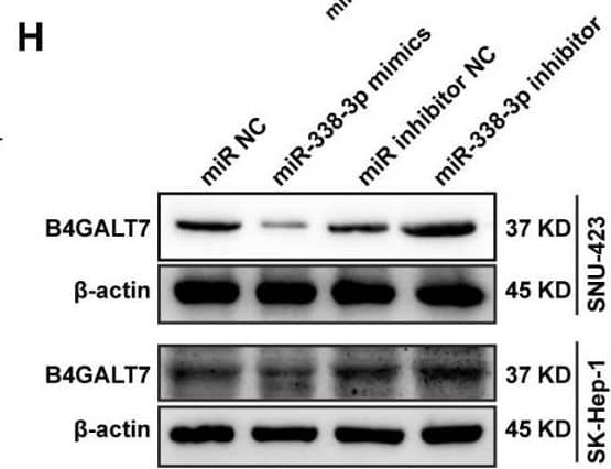 B4GALT7 Antibody - BSA Free