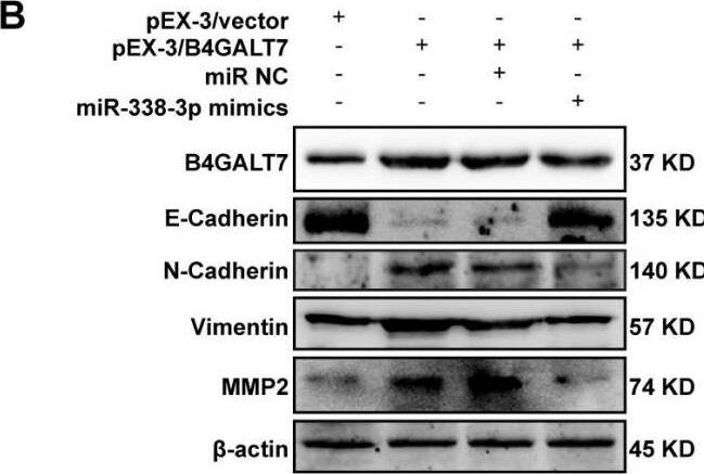 B4GALT7 Antibody - BSA Free