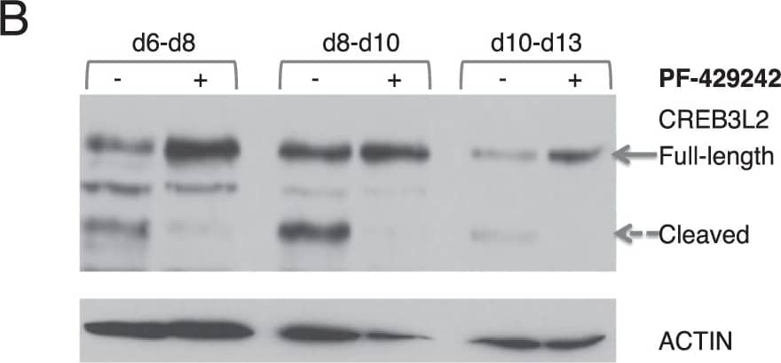CREB3L2 Antibody