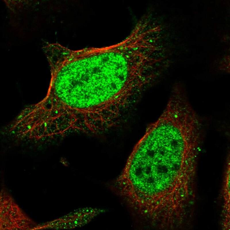 POGK Antibody - BSA Free Immunocytochemistry/ Immunofluorescence: POGK Antibody [NBP1-88705]