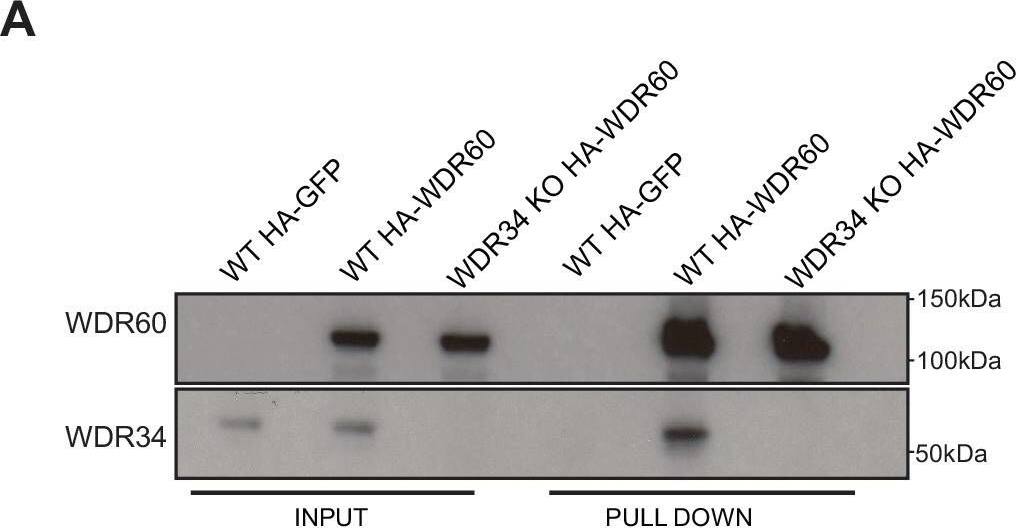 WDR34 Antibody