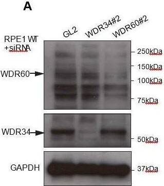 WDR34 Antibody