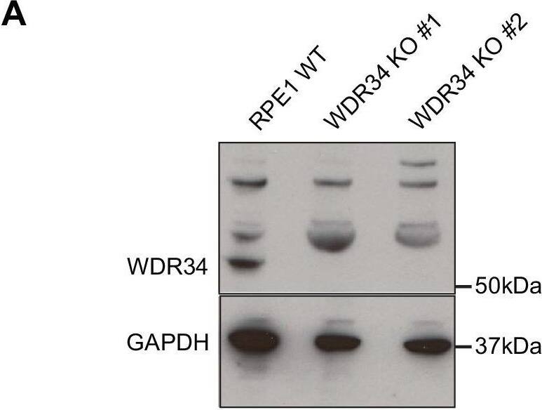 WDR34 Antibody
