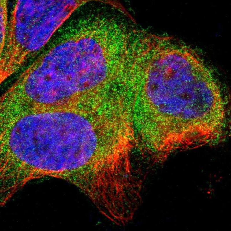 SH3BP1 Antibody - BSA Free Immunocytochemistry/ Immunofluorescence: SH3BP1 Antibody [NBP1-88827]