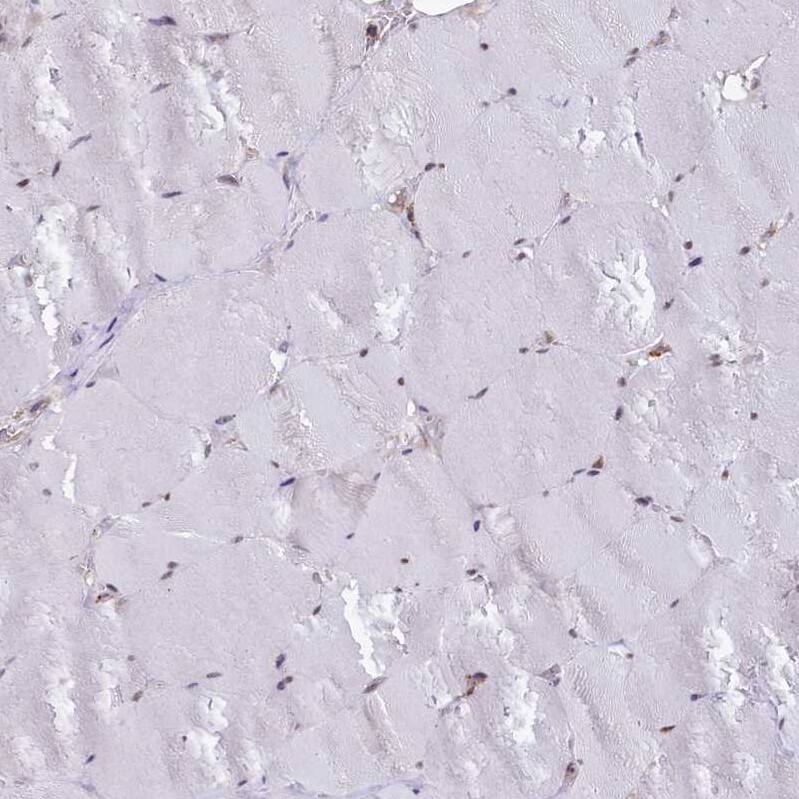 UFM1 Antibody - BSA Free Immunohistochemistry-Paraffin: UFM1 Antibody [NBP1-88977]