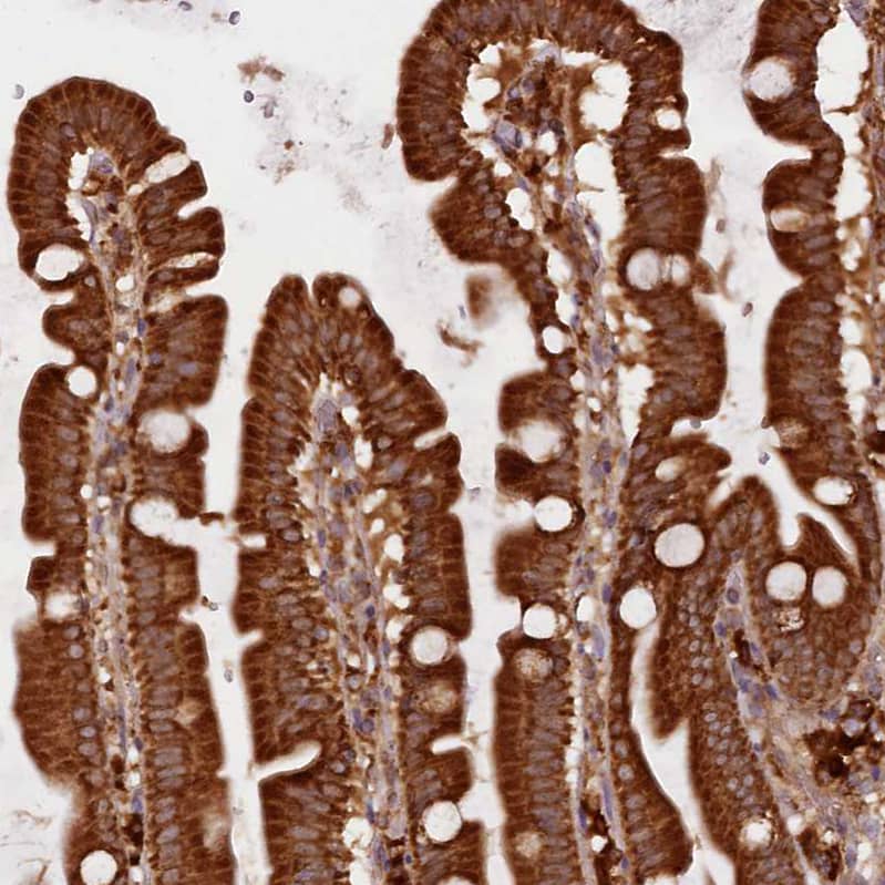 UFM1 Antibody - BSA Free Immunohistochemistry-Paraffin: UFM1 Antibody [NBP1-88977]