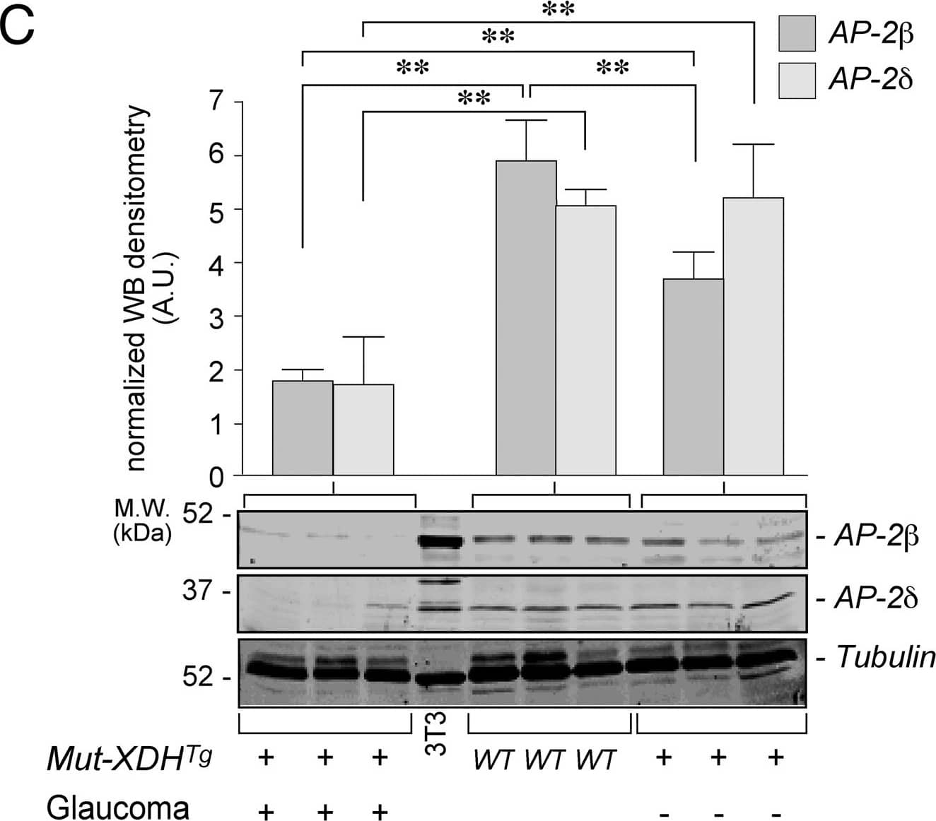 AP-2 beta/TFAP2B Antibody - BSA Free