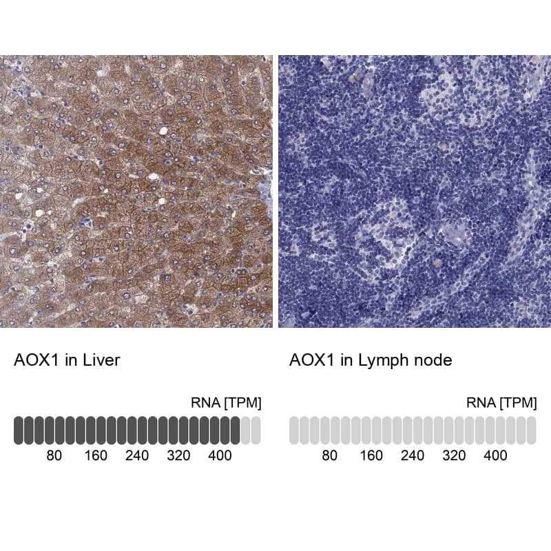 Aldehyde Oxidase 1/AOX1 Antibody - BSA Free Immunohistochemistry-Paraffin: Aldehyde Oxidase 1/AOX1 Antibody [NBP1-89071]