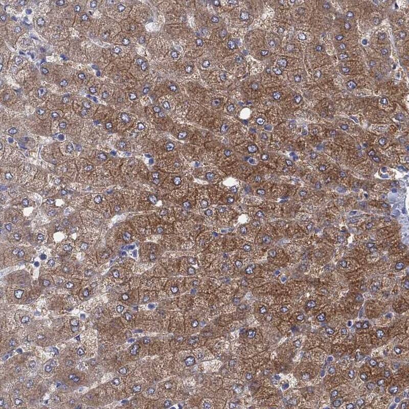 Aldehyde Oxidase 1/AOX1 Antibody - BSA Free Immunohistochemistry-Paraffin: Aldehyde Oxidase 1/AOX1 Antibody [NBP1-89071]