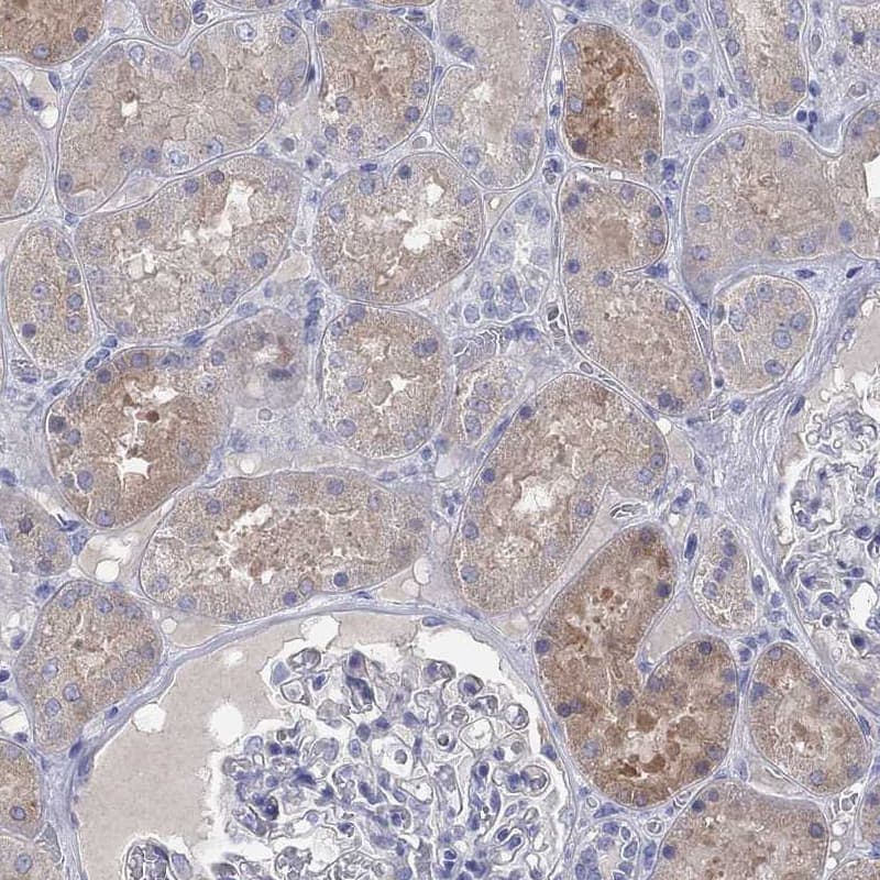 Aldehyde Oxidase 1/AOX1 Antibody - BSA Free Immunohistochemistry-Paraffin: Aldehyde Oxidase 1/AOX1 Antibody [NBP1-89071]