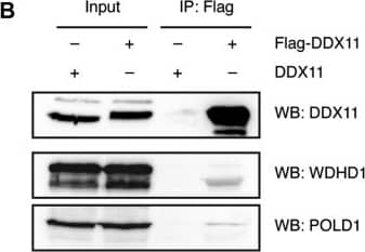 WDHD1 Antibody